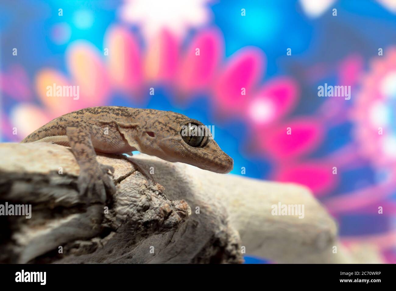 Gros plan d'un foyer commun Gecko sur une branche avec un fond coloré Banque D'Images