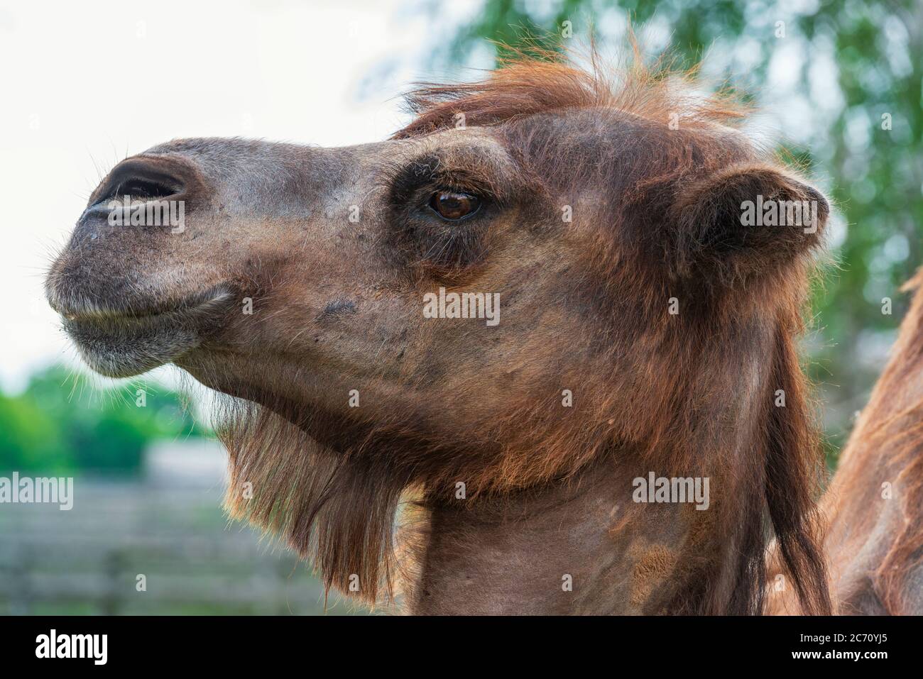 Drole De Profil De Tete De Chameau Photo Stock Alamy