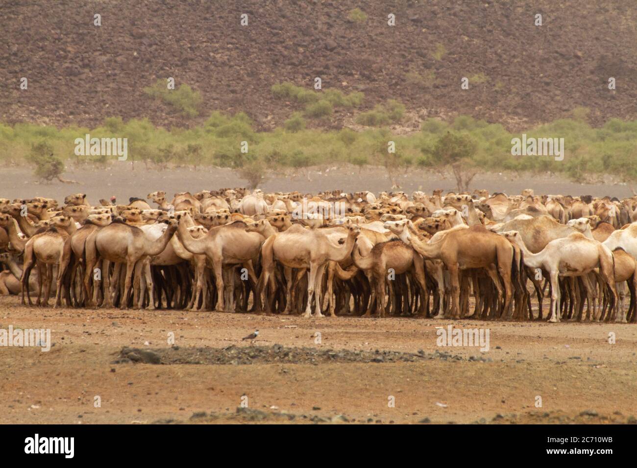 Une caravane arabe avec des chameaux dans le désert Banque de