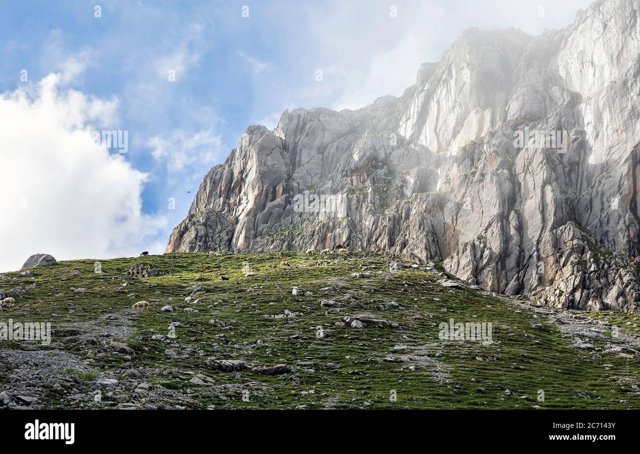 Moutons paître sur les prairies alpines dans les hautes montagnes, Alpes Banque D'Images