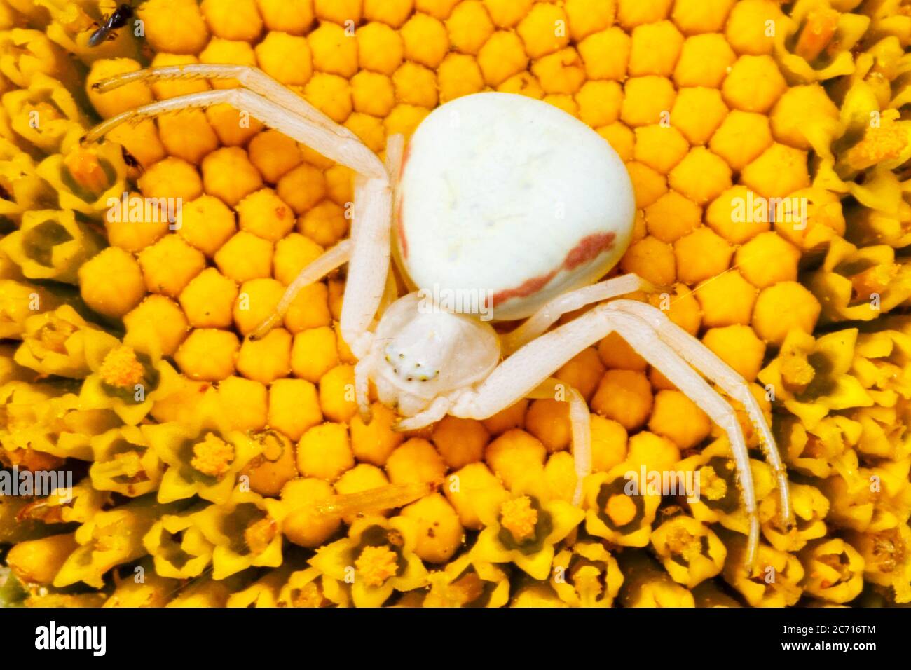 UK Weather.A crabe araignée se niche dans une fleur de Marguerite ce matin par une journée ensoleillée dans l'East Sussex, Royaume-Uni. Crédit : Ed Brown/Alamy Live News Banque D'Images