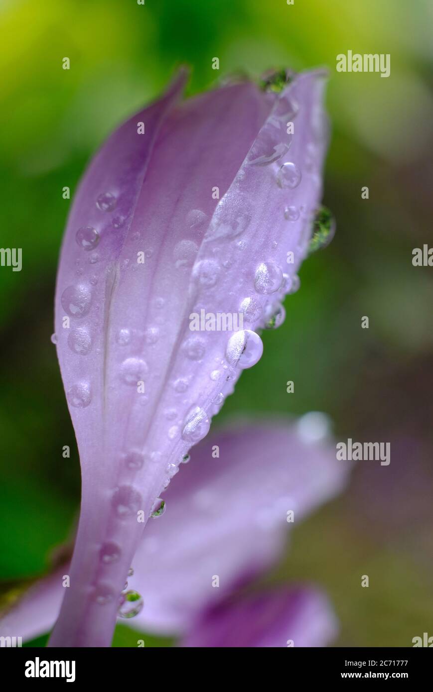 plante hosta à fleurs dans le jardin anglais, norfolk, angleterre Banque D'Images