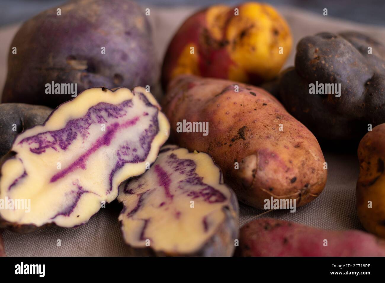 Pommes de terre indigènes péruviennes, récoltées à Cusco, Pérou Banque D'Images