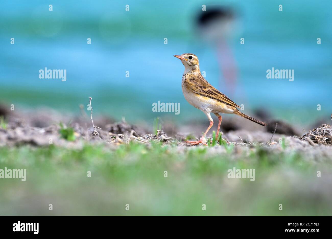 Le paddyfield pipit ou Oriental pipit est un petit oiseau de passereau de la famille pipit et Wagtail. C'est un éleveur résident dans le broussailles ouvert, herbage. Banque D'Images