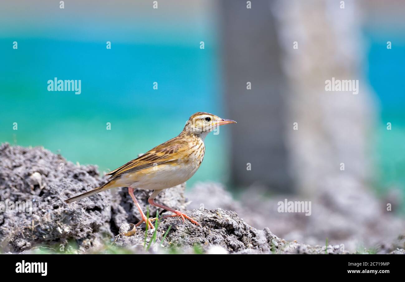 Le paddyfield pipit ou Oriental pipit est un petit oiseau de passereau de la famille pipit et Wagtail. C'est un éleveur résident dans le broussailles ouvert, herbage. Banque D'Images