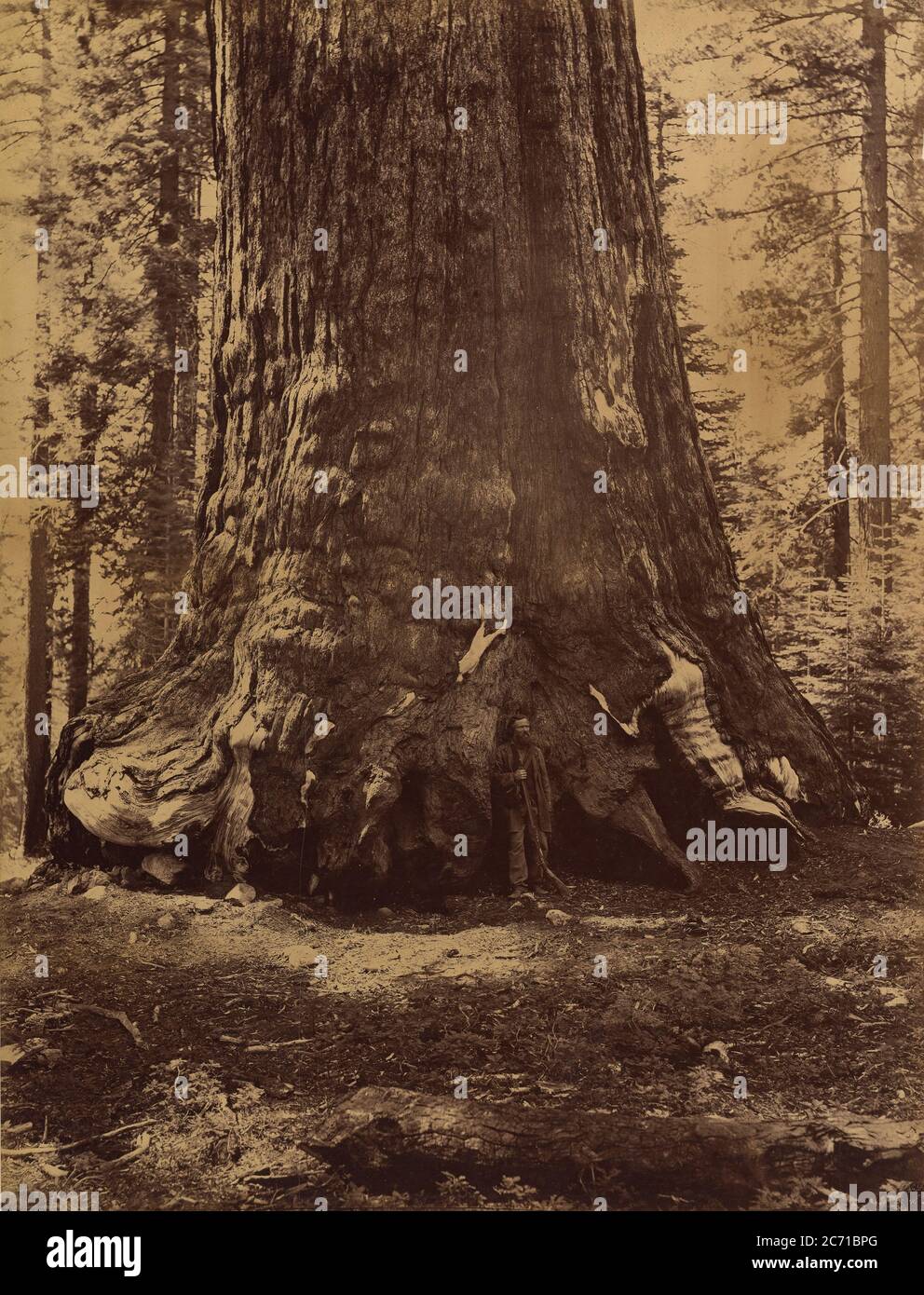 Section du Grizzly Giant avec Galen Clark, Mariposa Grove, Yosemite, 1865-66. Banque D'Images