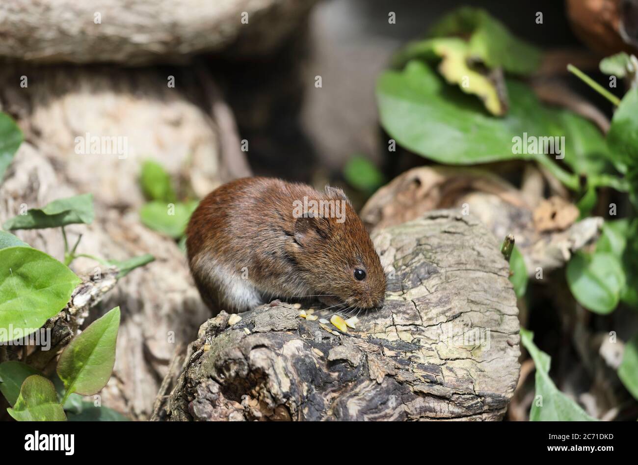 Bank Vole (Clethrionomys glareolus) Royaume-Uni Banque D'Images