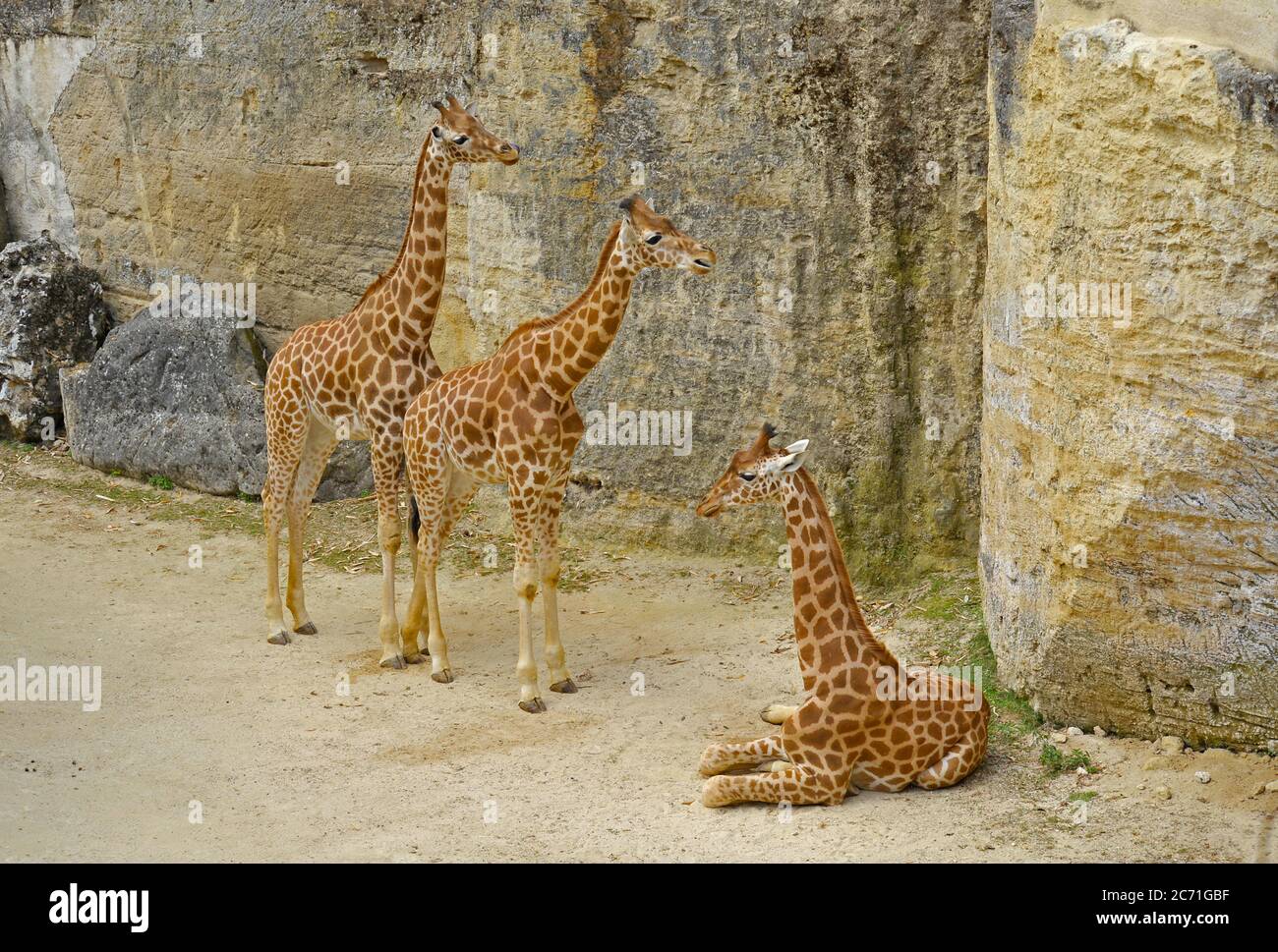 Jeunes girafes Banque D'Images