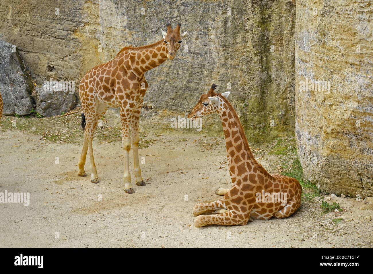 Jeunes girafes Banque D'Images