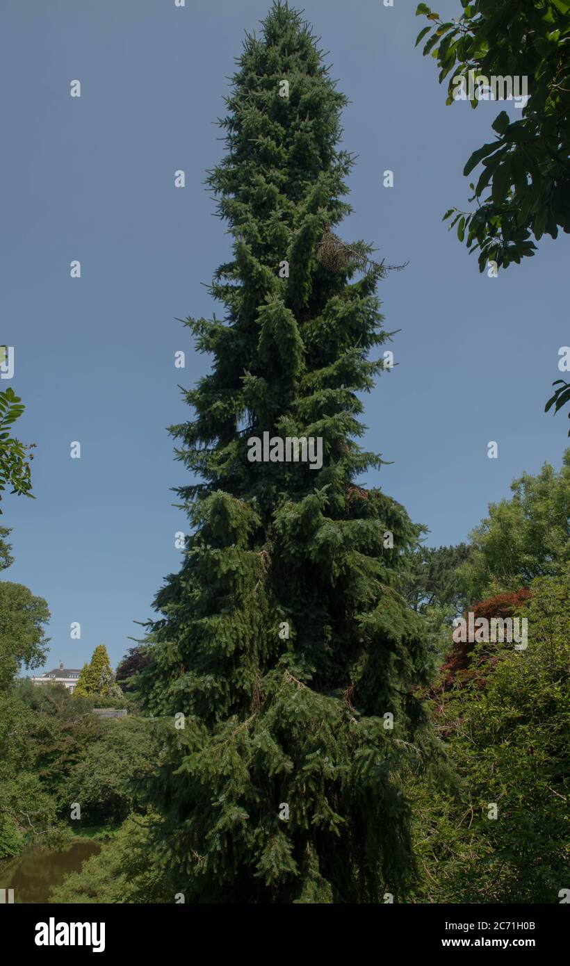 Feuillage d'été d'un arbre d'épinette serbe de Weeping (Picea omorika 'pendula') en pleine croissance dans un jardin des bois du Devon rural, Angleterre, Royaume-Uni Banque D'Images