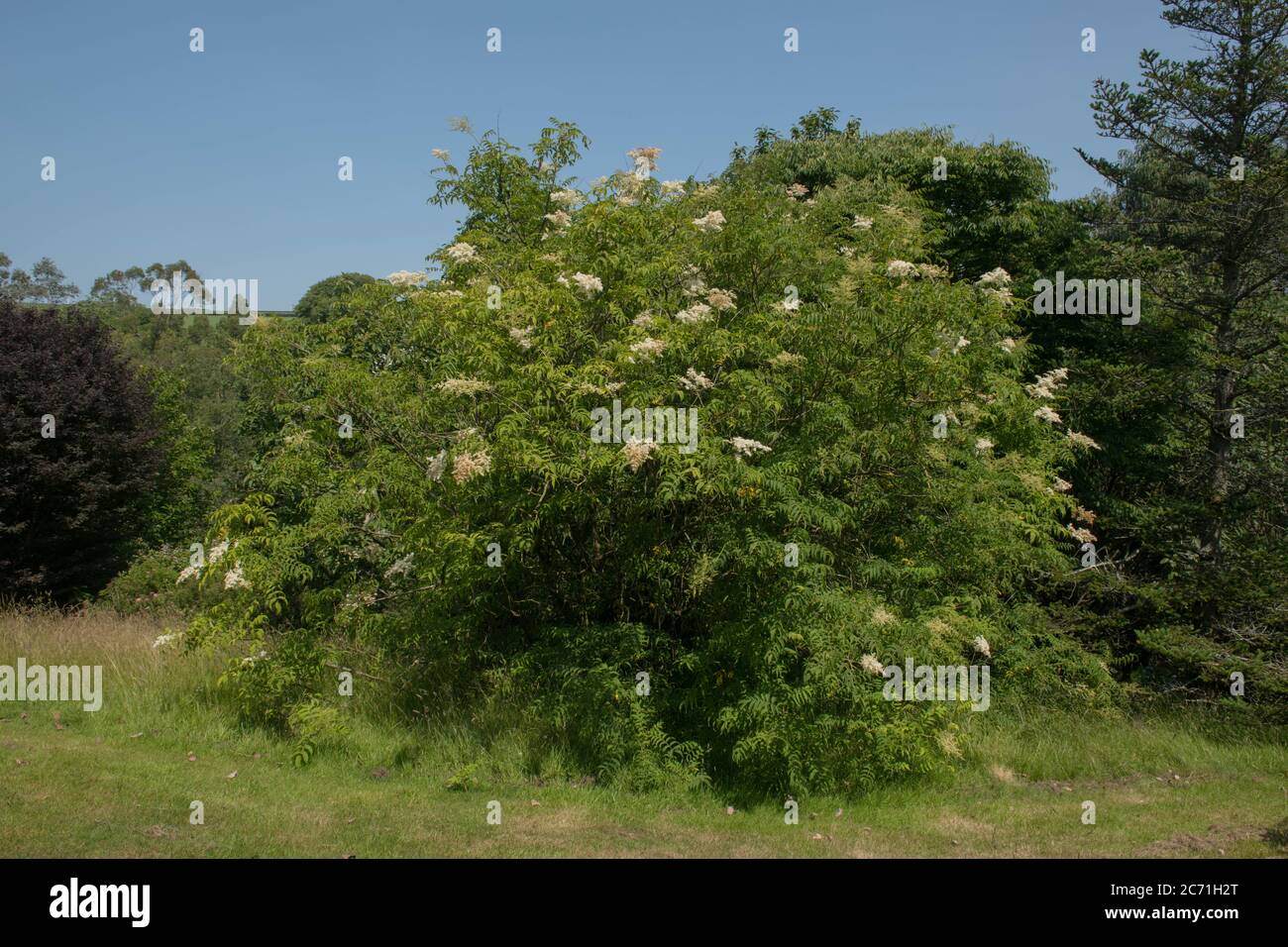 Floraison estivale Himalaya fausse Spirea ou arbuste himalayan à feuilles étroites (Sorbaria tomentosa var. Angustifolia) poussant dans un jardin des bois Banque D'Images