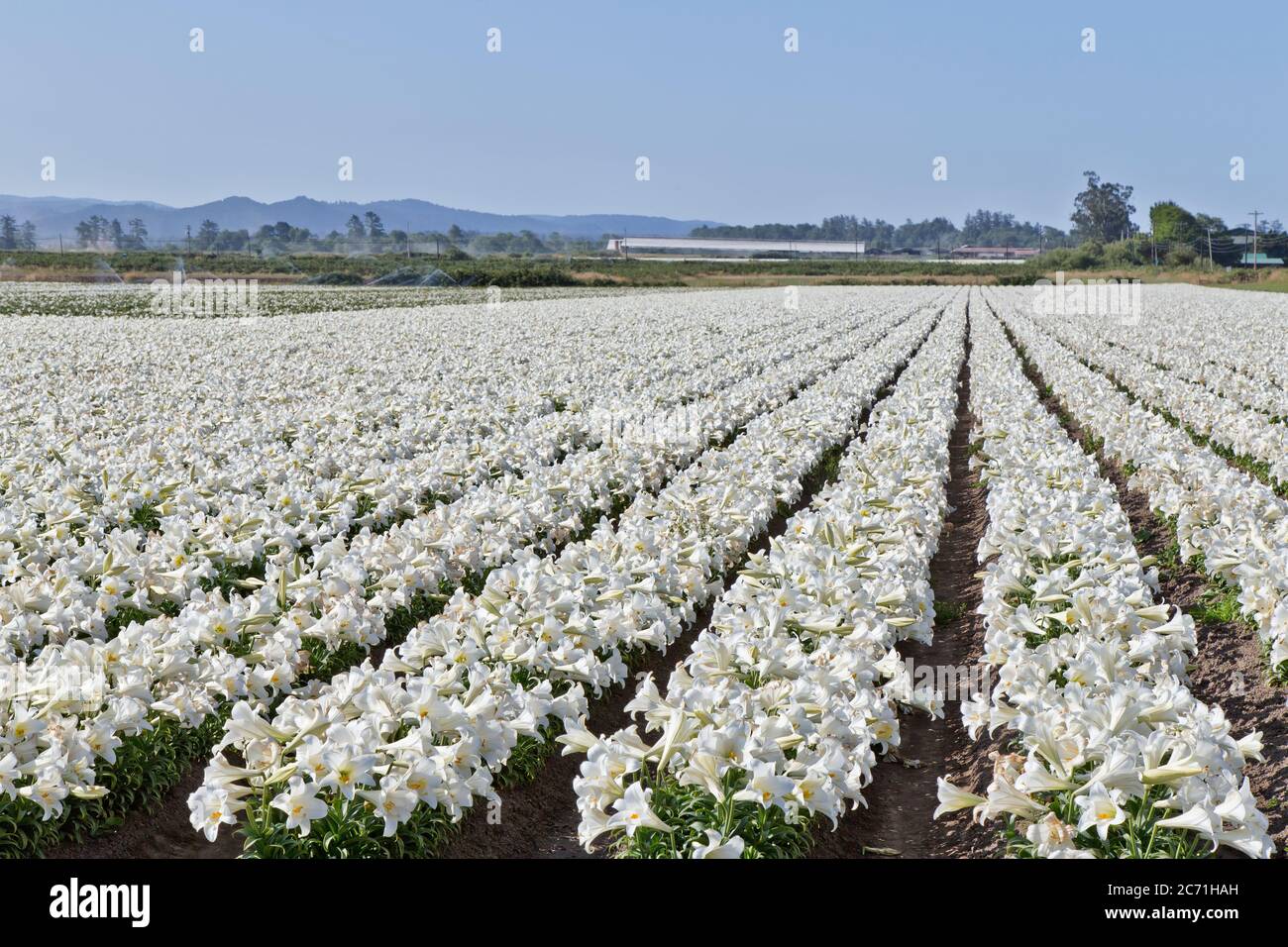 Ferme de lilies de Pâques 'Lilium longiflorum', rangées de lilies florissantes, rangées convergentes, irriguant le champ adjacent, Californie. Banque D'Images