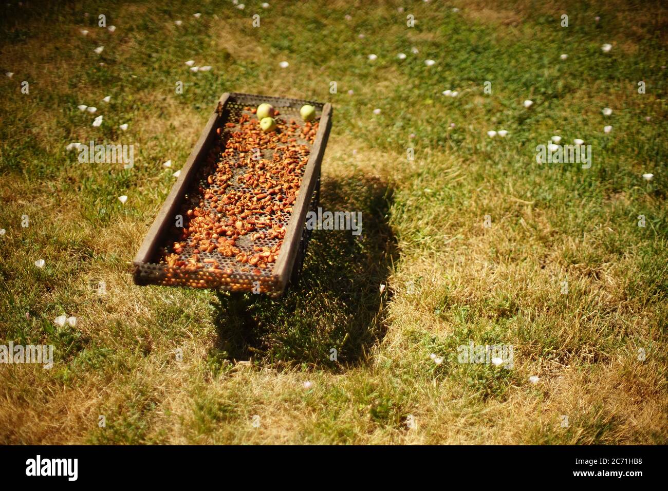 Les tranches d'abricot sont séchées sur un plateau en bois dans un jardin d'été. Banque D'Images