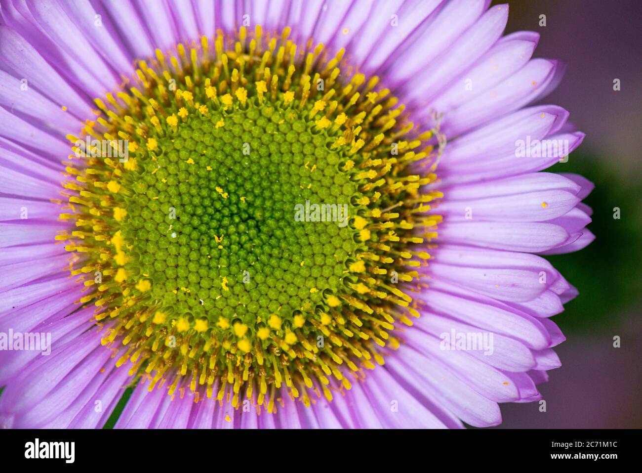 Aster plage (Erigeron glaucus) Banque D'Images