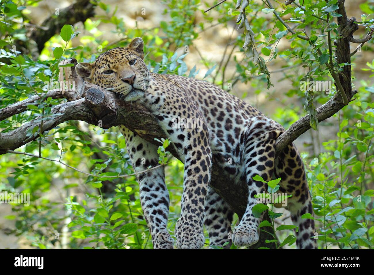 Leopard se reposant dans tree Banque D'Images