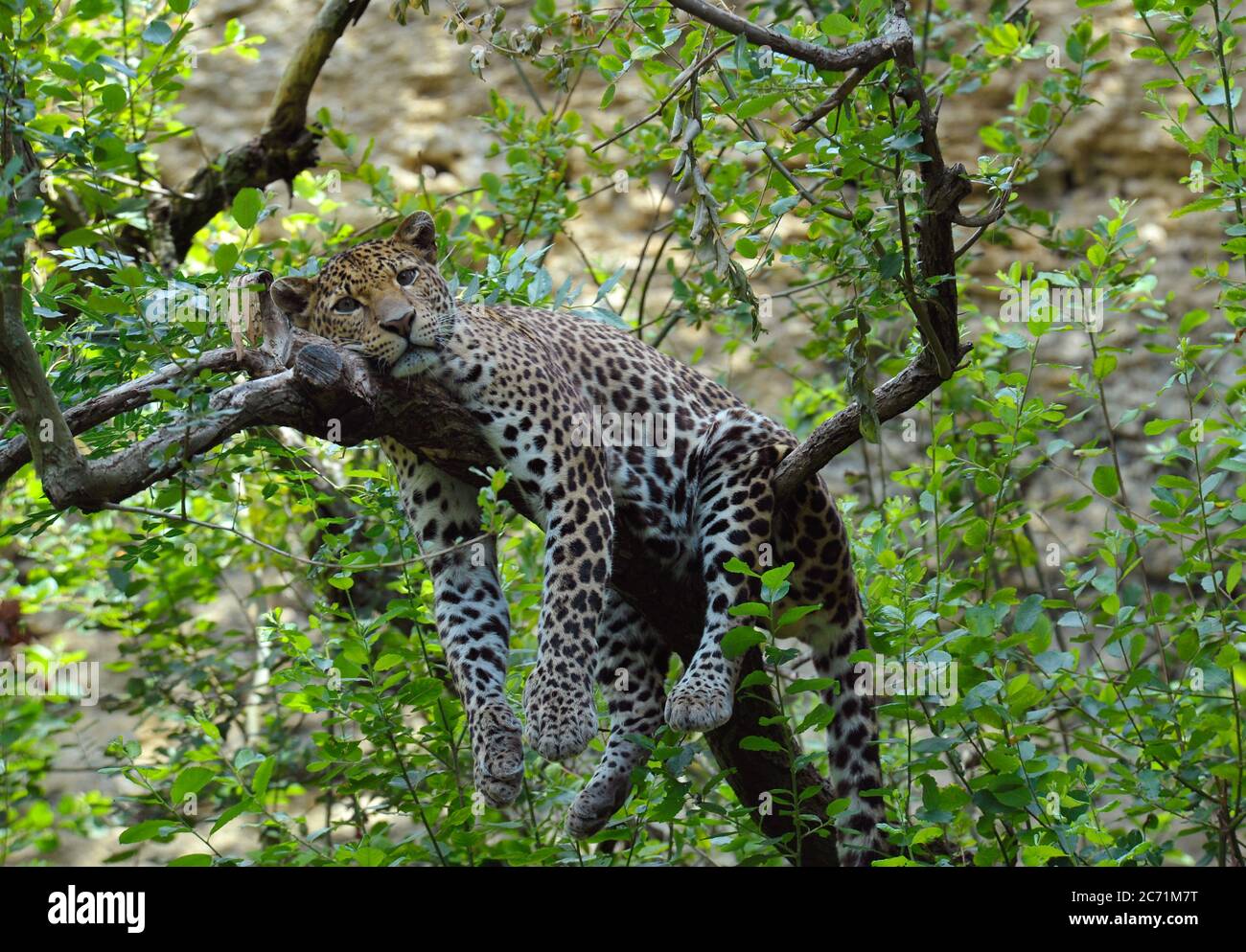 Leopard se reposant dans tree Banque D'Images