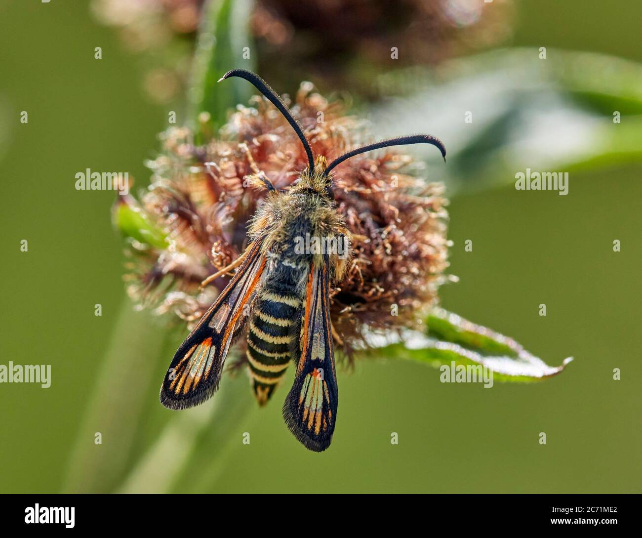 Papillon Clearwing à six ceintures. Hurst Meadows, East Molesey, Surrey, Angleterre. Banque D'Images