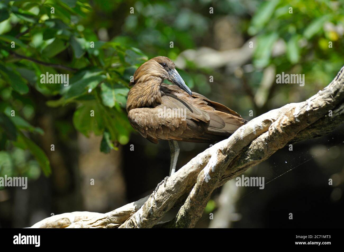 Hamerkop Bird Banque D'Images