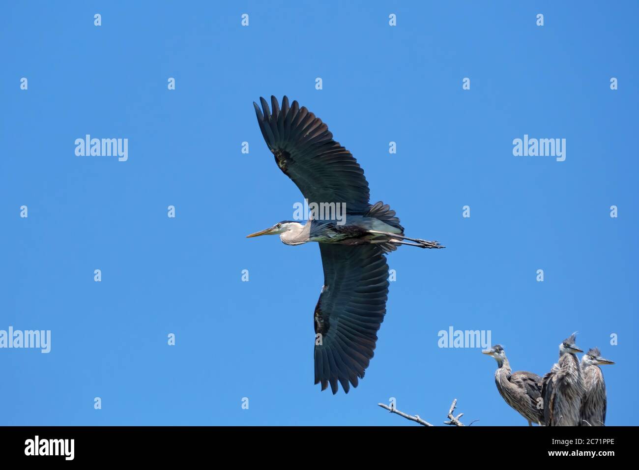 Un grand héron vole plus de trois jeunes hérons dans un nid de rookerie sur une île de Stoney Lake dans la région des lacs Kawartha. Banque D'Images