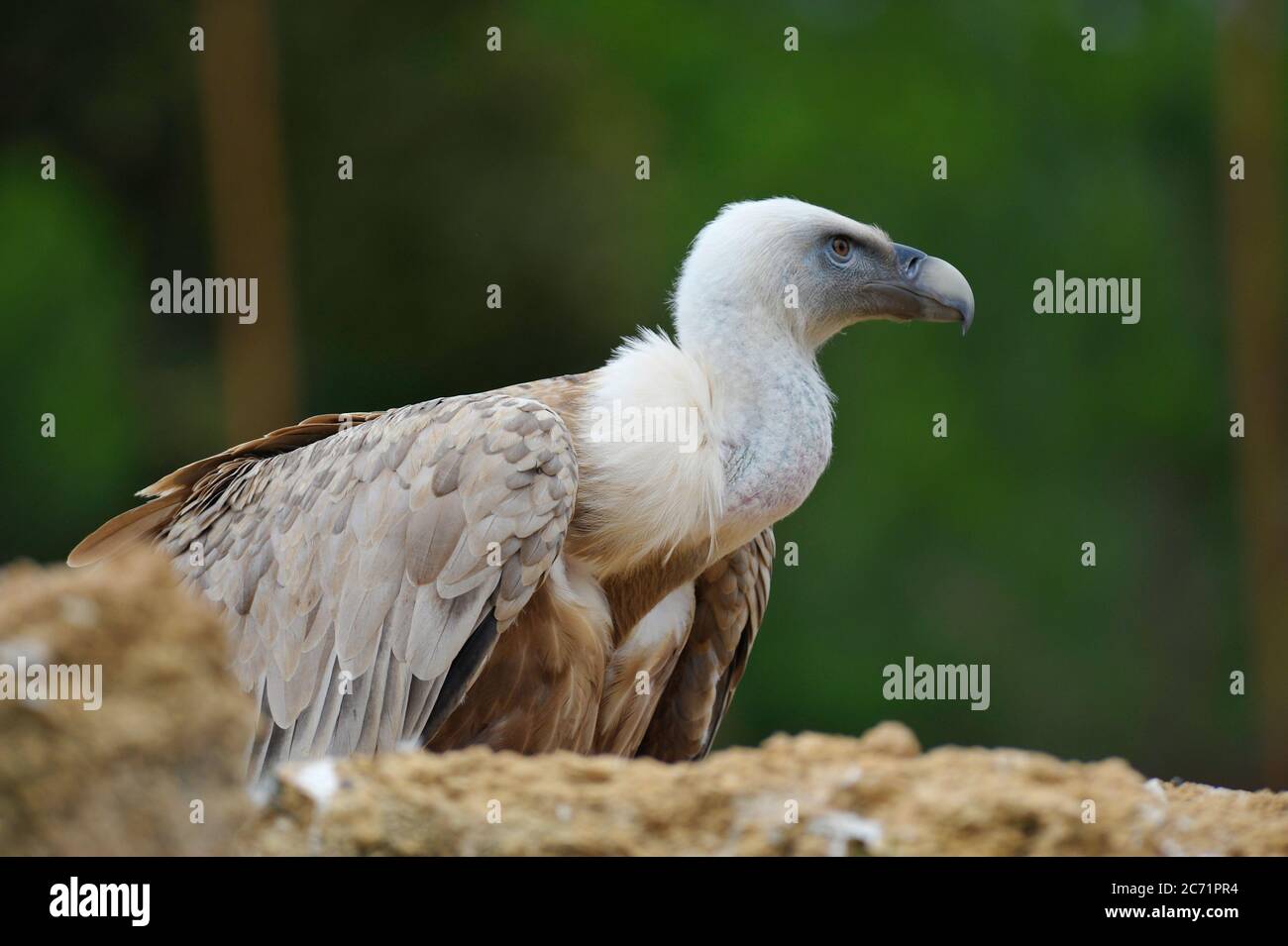 Vautour Banque D'Images