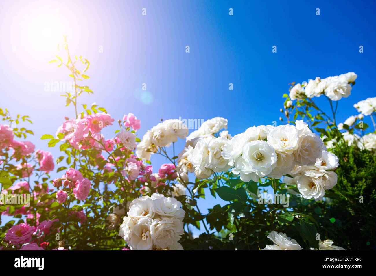 Roses grimpantes roses et blanches sur fond de ciel en gros plan. Fleurs d'été par un jour ensoleillé. Banque D'Images