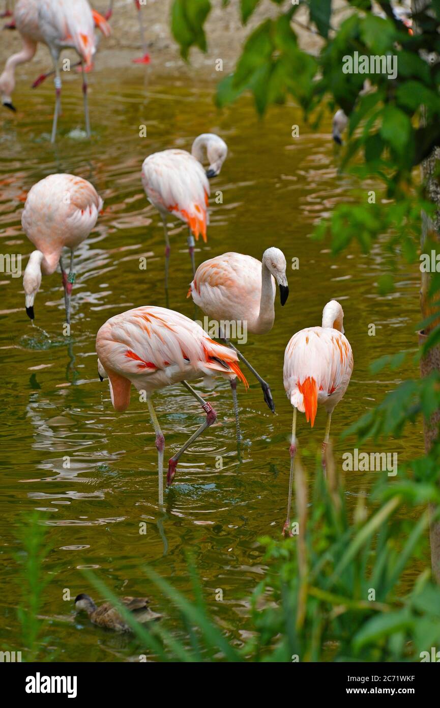 Flamants roses Banque D'Images