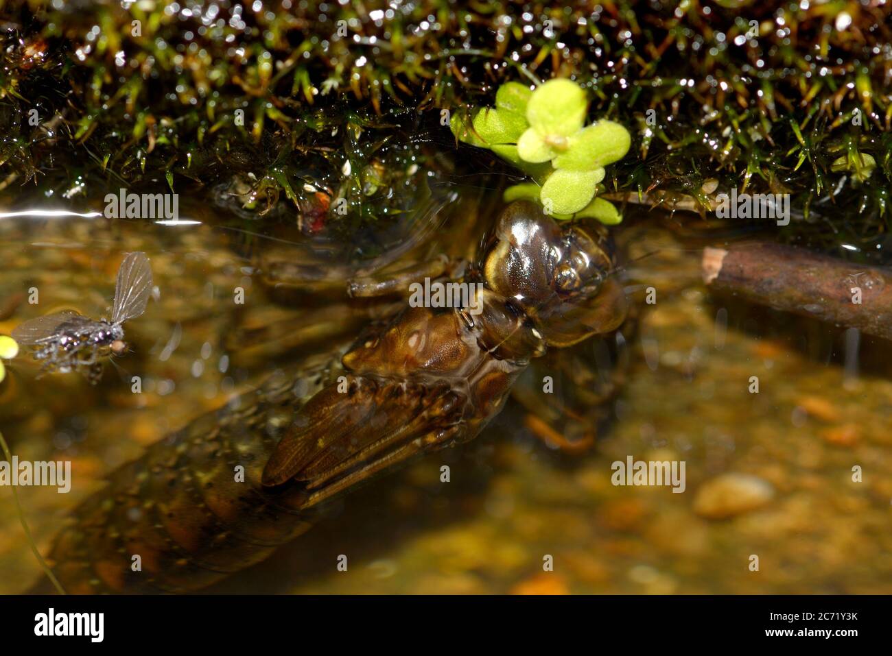 La libellule du Sud (Aeshna cyanoa) nymphe dans un étang de jardin Banque D'Images