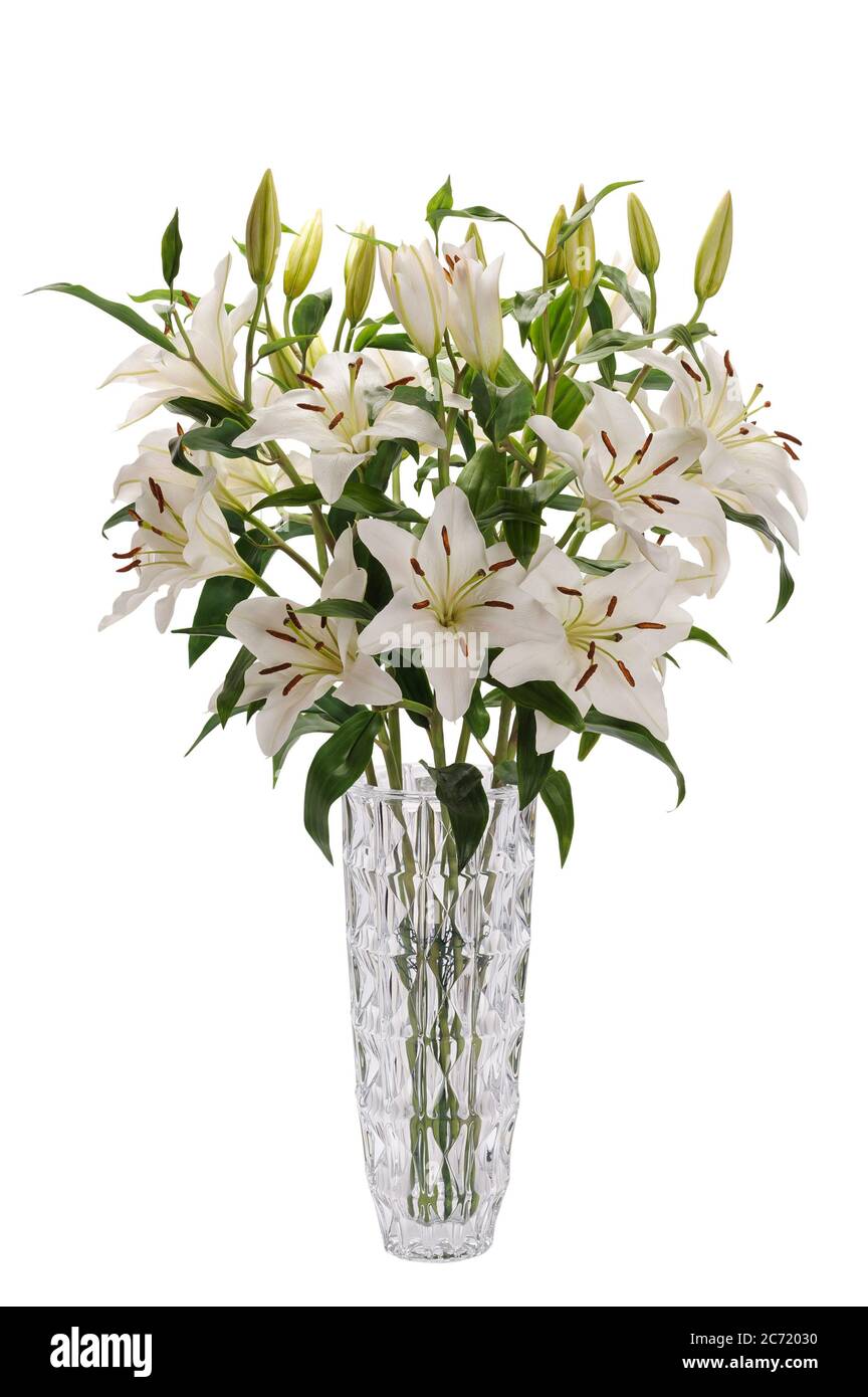 Bouquet énorme de fleurs de nénuphars blanches dans un vase en verre isolé sur fond blanc Banque D'Images