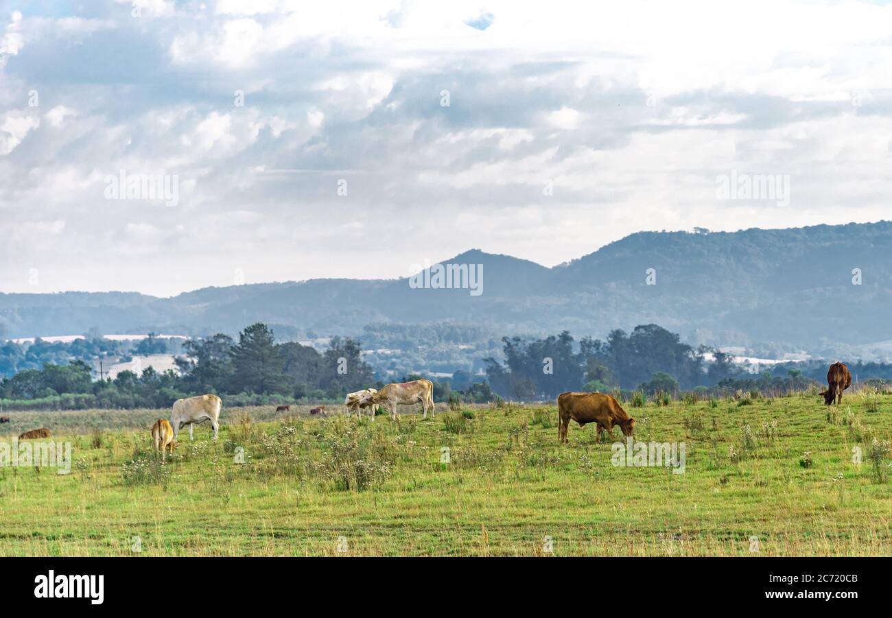 PAYSAGE boeuf uruguay