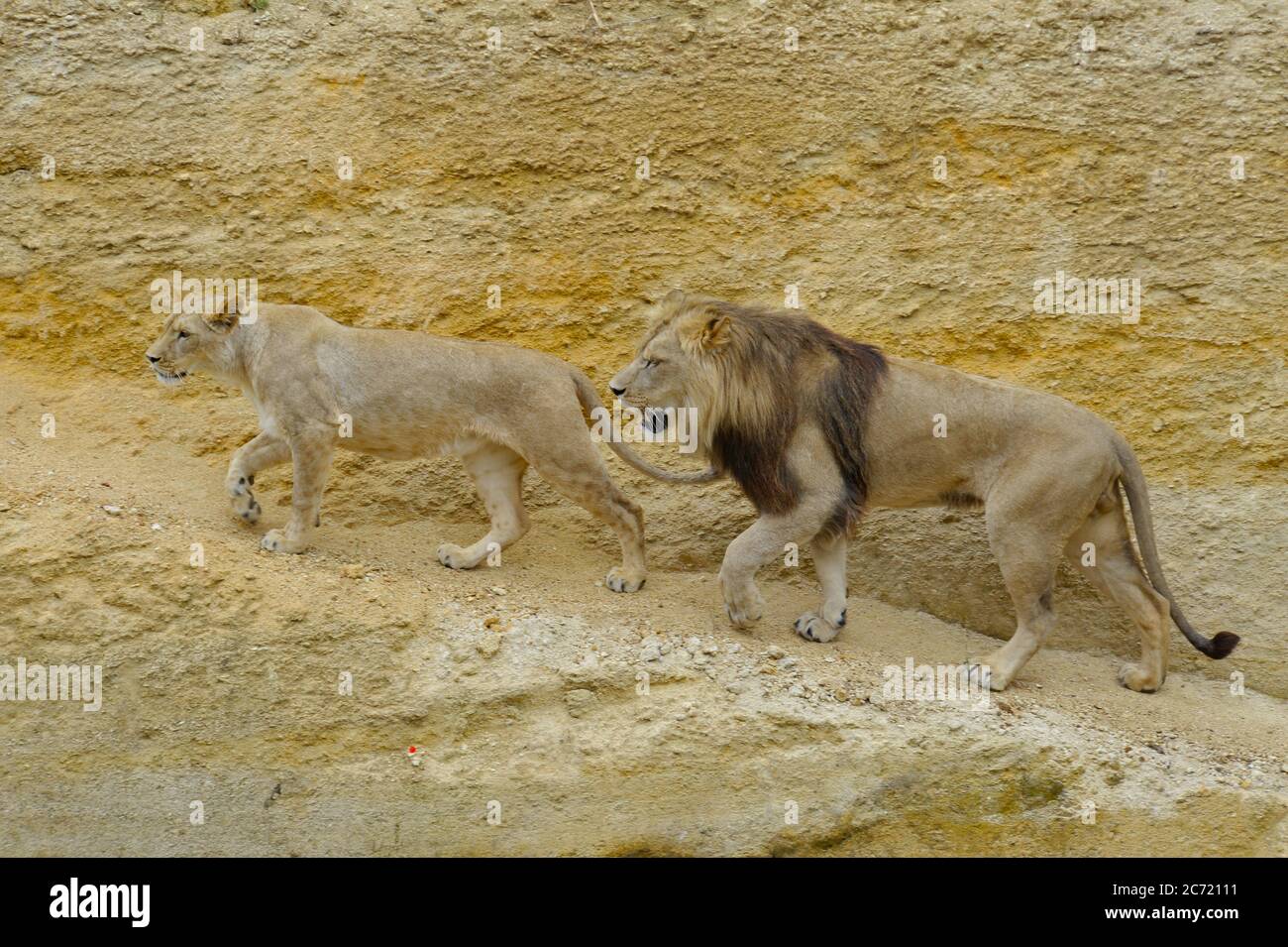 Lion et lionne Banque D'Images