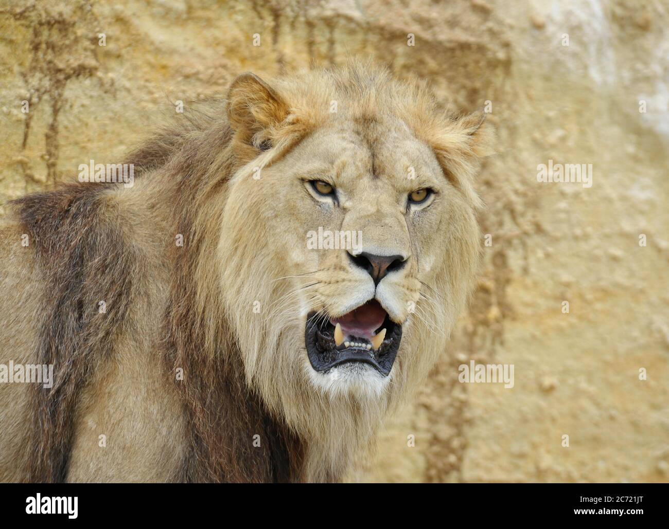 Lion mâle Banque D'Images