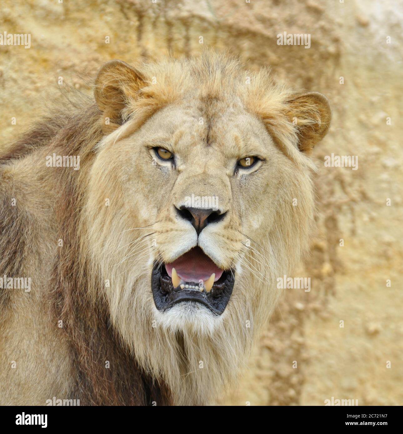 Lion mâle Banque D'Images