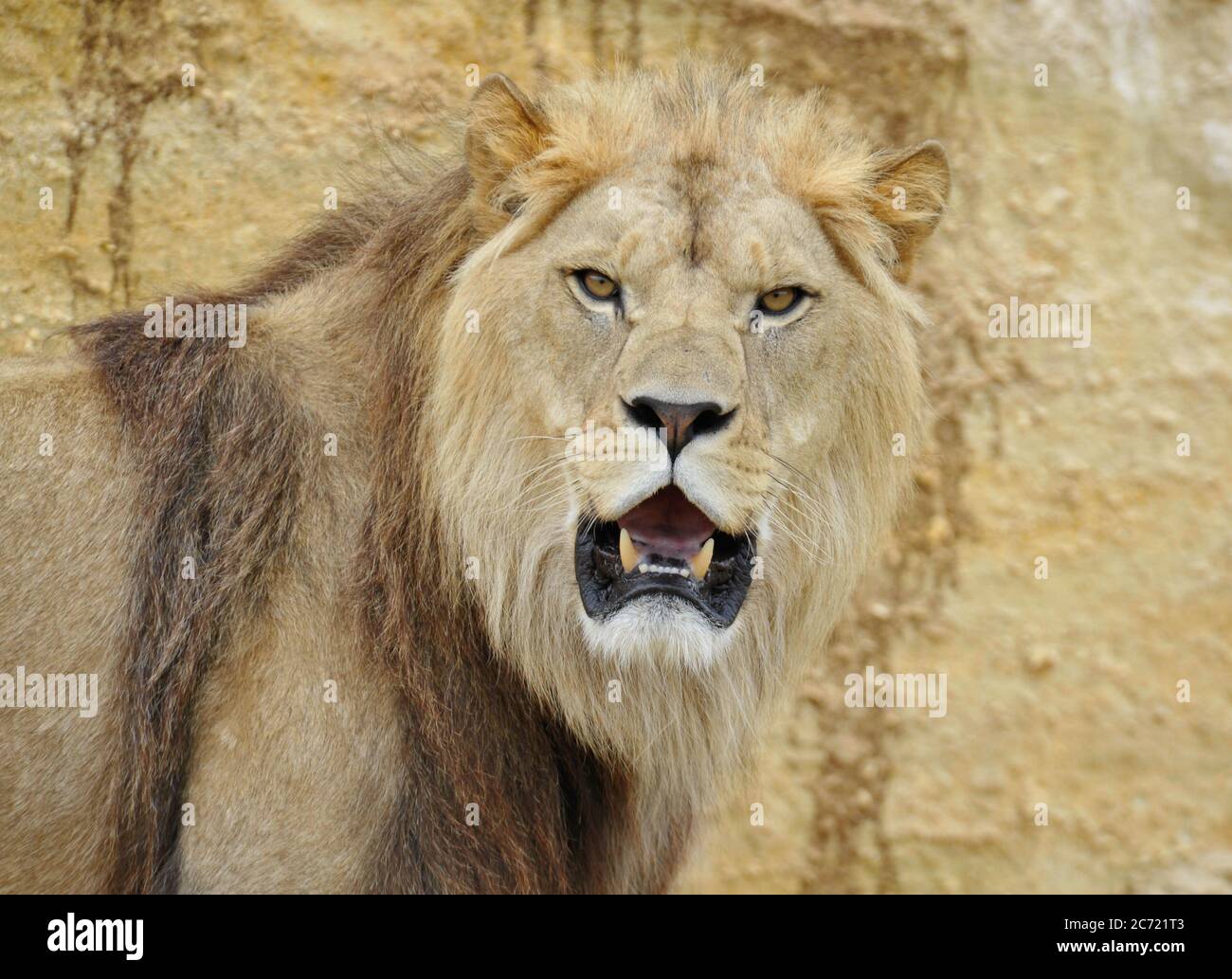 Lion mâle Banque D'Images