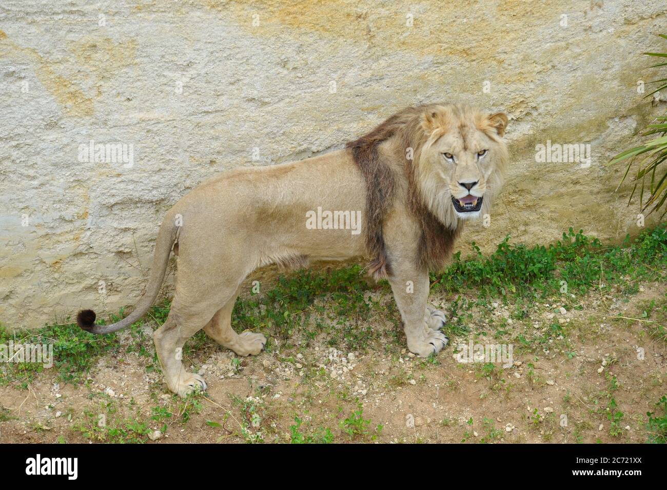 Lion mâle Banque D'Images