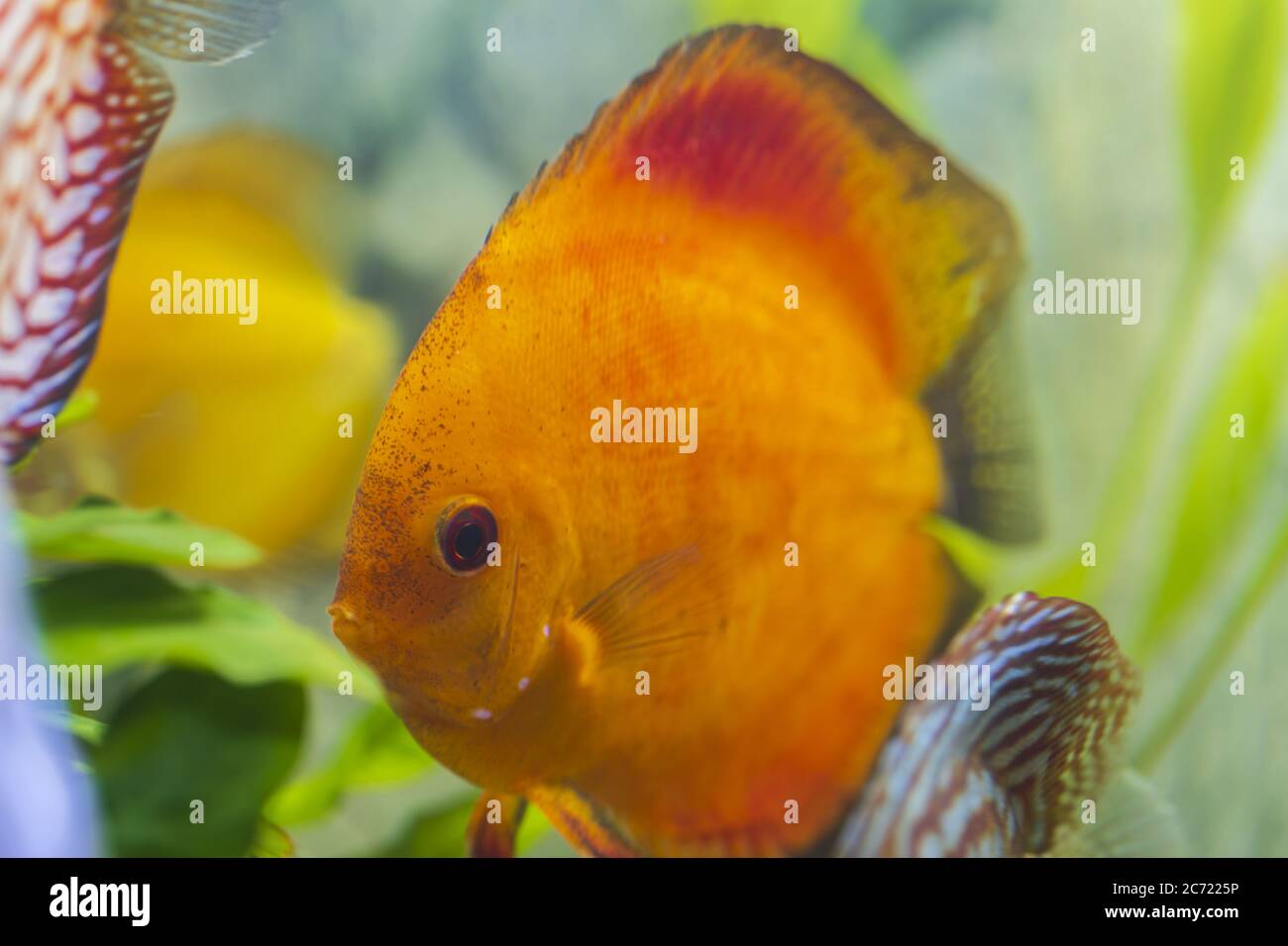 Vue rapprochée de poissons d'aquarium de diskus, de melon rouge. Concept de passe-temps. Banque D'Images