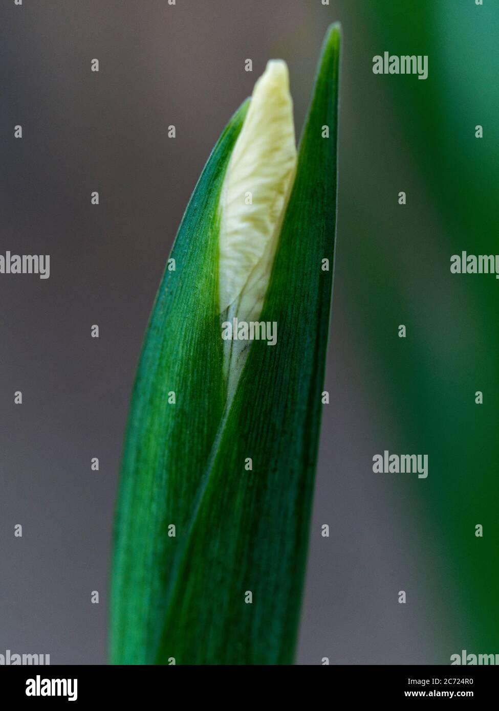 Gros plan de la fleur jaune tinée de l'iris foetidissima sur le point de fleurir en profondeur ses feuilles vert foncé Banque D'Images