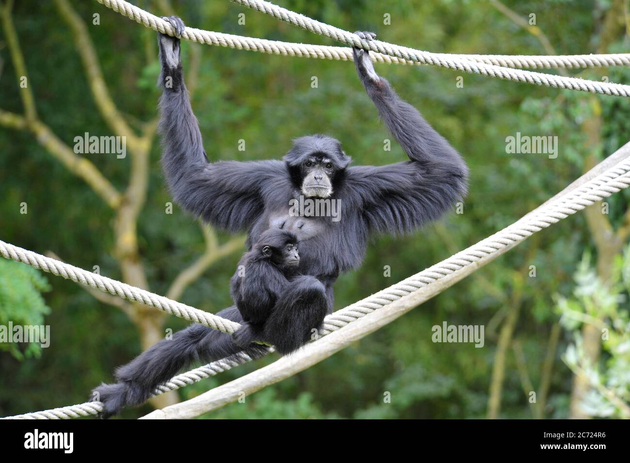 Singes araignées adultes et bébés Banque D'Images