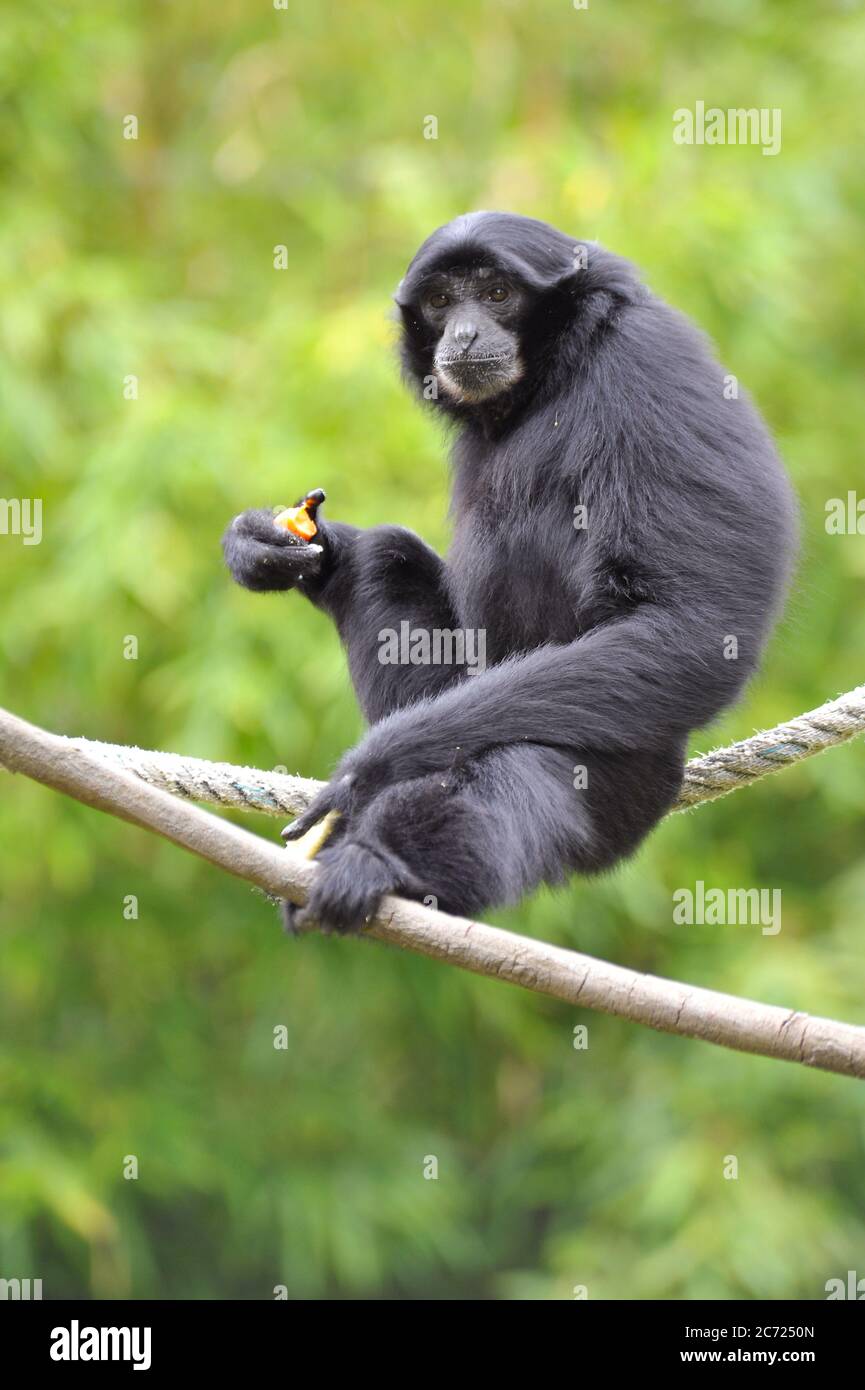 Singe araignée noir Banque D'Images