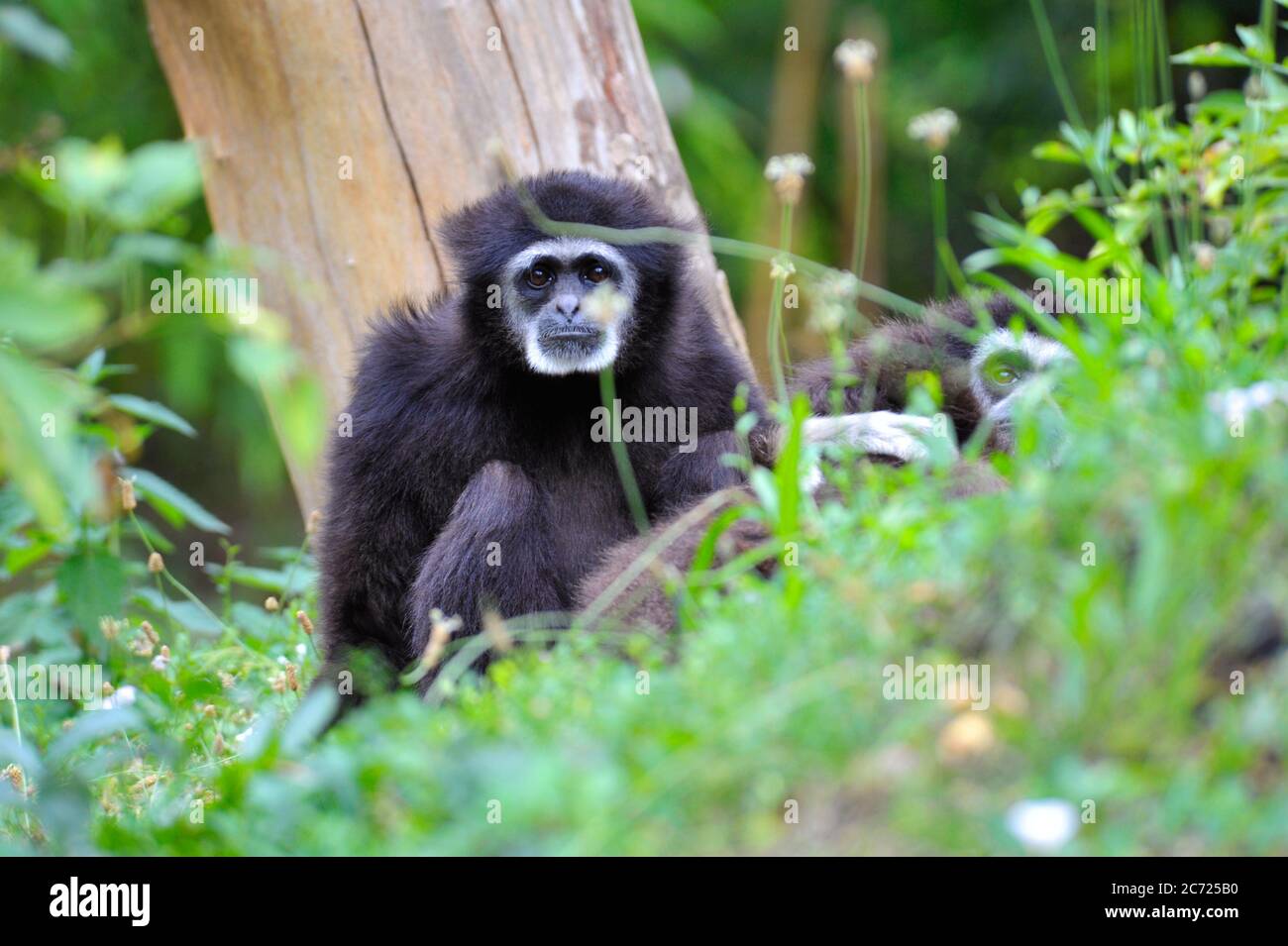 Singe-araignée Banque D'Images