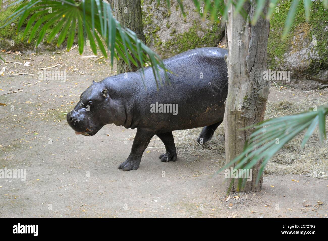 Hippopotame nain Banque D'Images