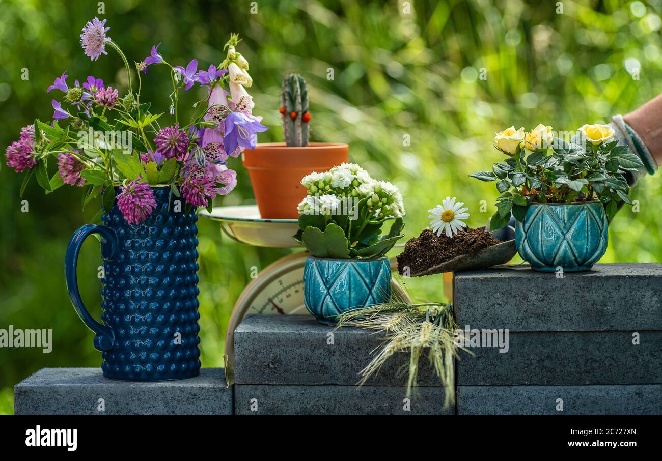 Planter du temps avec des fleurs pendant l'été dans le jardin quand beaucoup de gens passent leur temps à planter et à faire de belles choses à la maison Banque D'Images