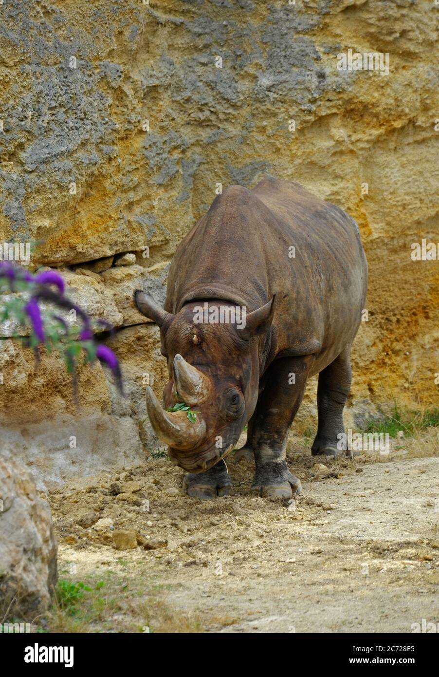 Le rhinocéros noir Banque D'Images