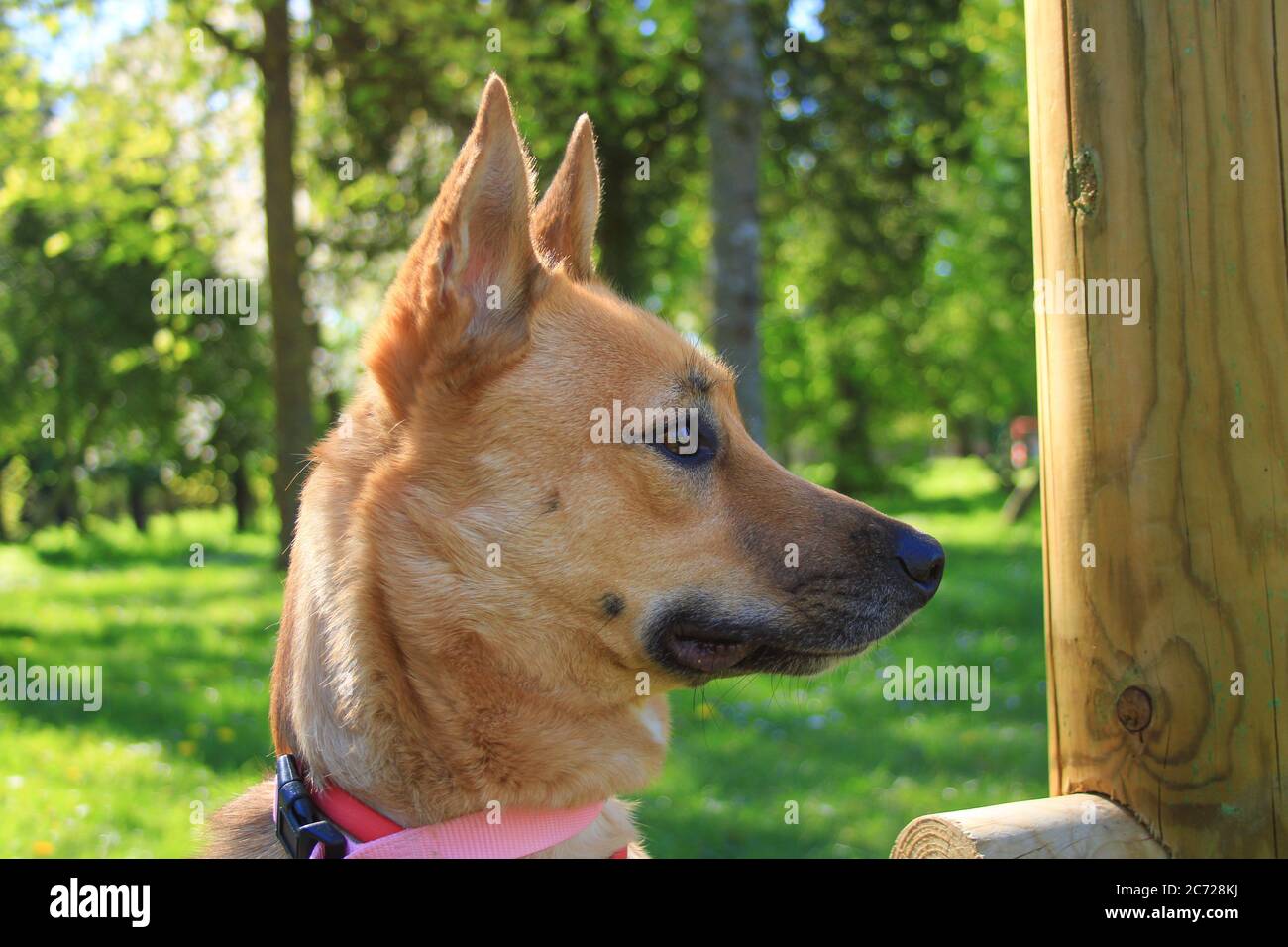 Jolie petite fille de chiot Malinois dans un jardin au soleil. Chien aux cheveux courts et brun clair. Banque D'Images