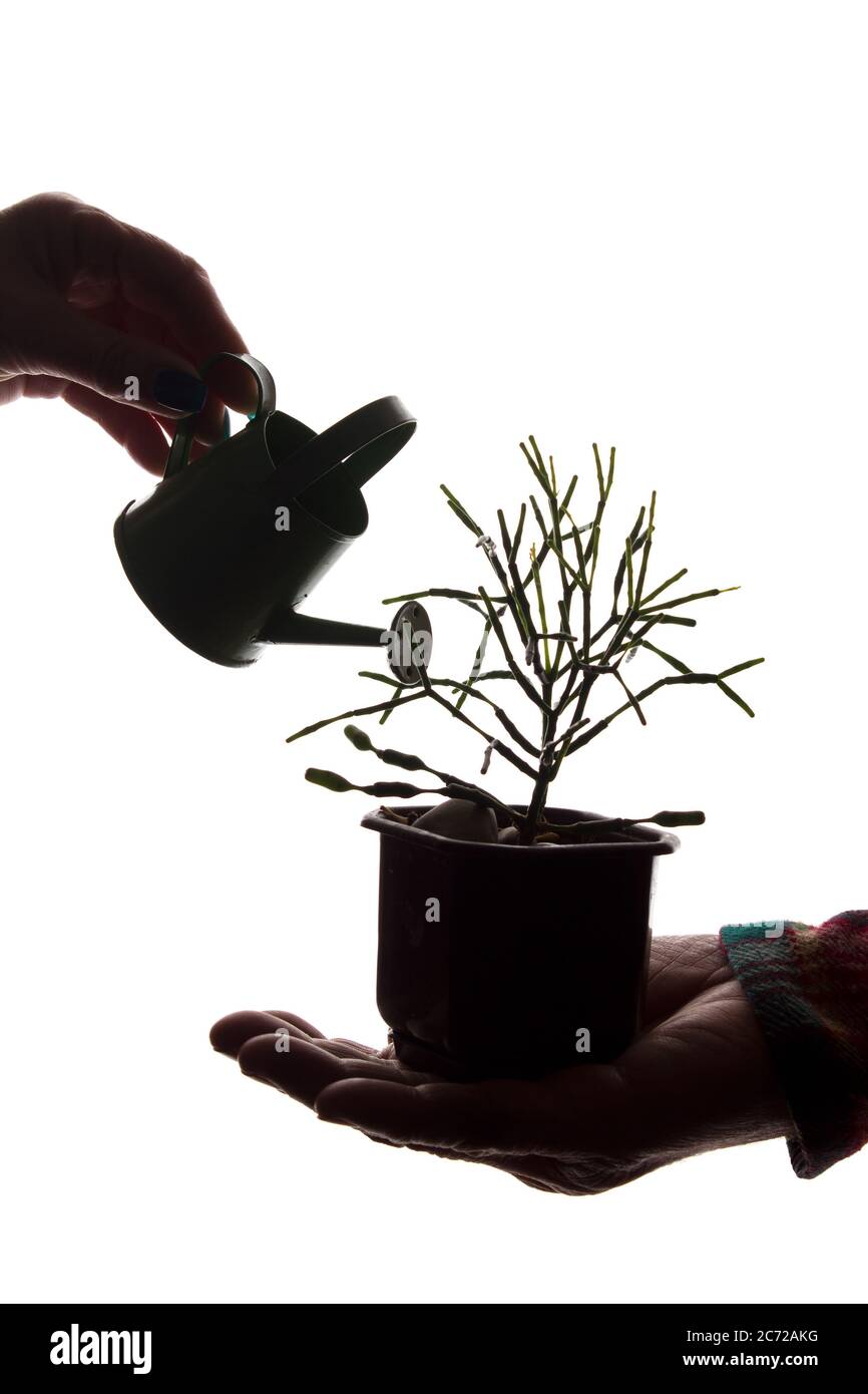 Arrosoir pour arroser des fleurs dans les mains d'une femme, un pot avec une fleur dans les mains d'un homme - concept de silhouette Banque D'Images