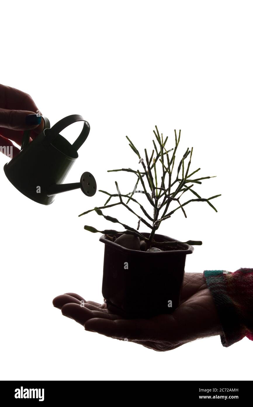 Arrosoir pour arroser des fleurs dans les mains d'une femme, un pot avec une fleur dans les mains d'un homme - concept de silhouette Banque D'Images