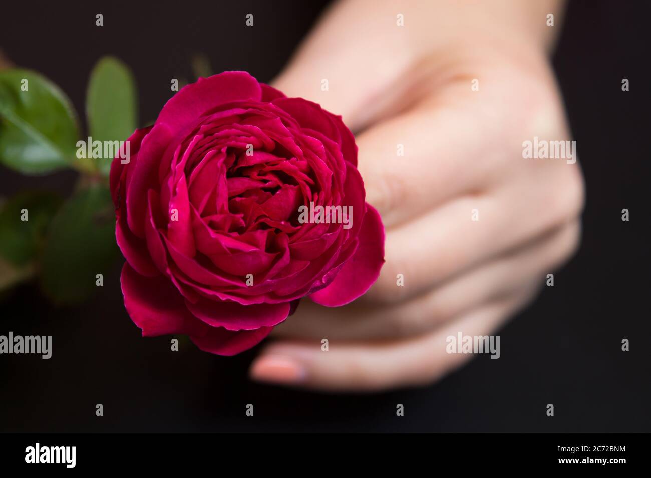 Belle rose rouge dans une main femelle sur fond noir Banque D'Images