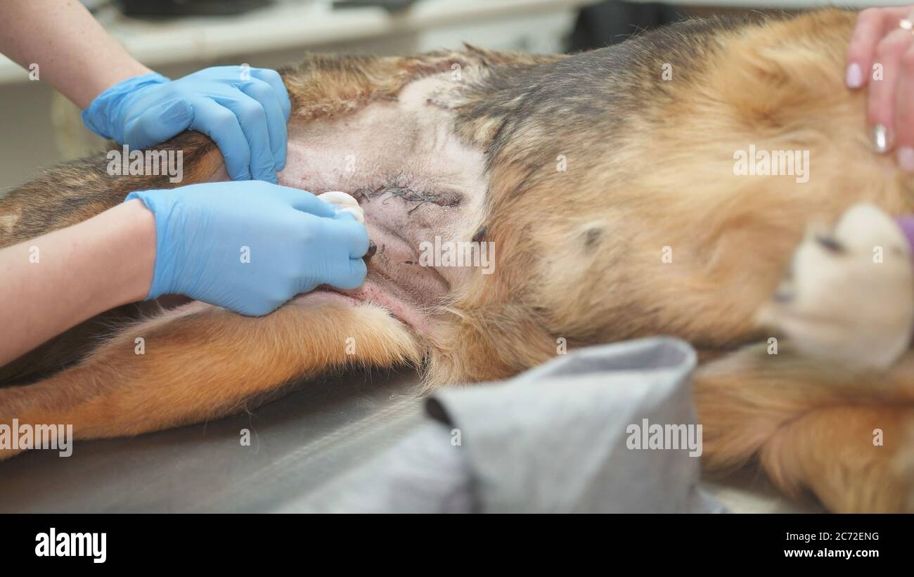 Hernie ombilicale chien Banque de photographies et d’images à haute résolution Alamy