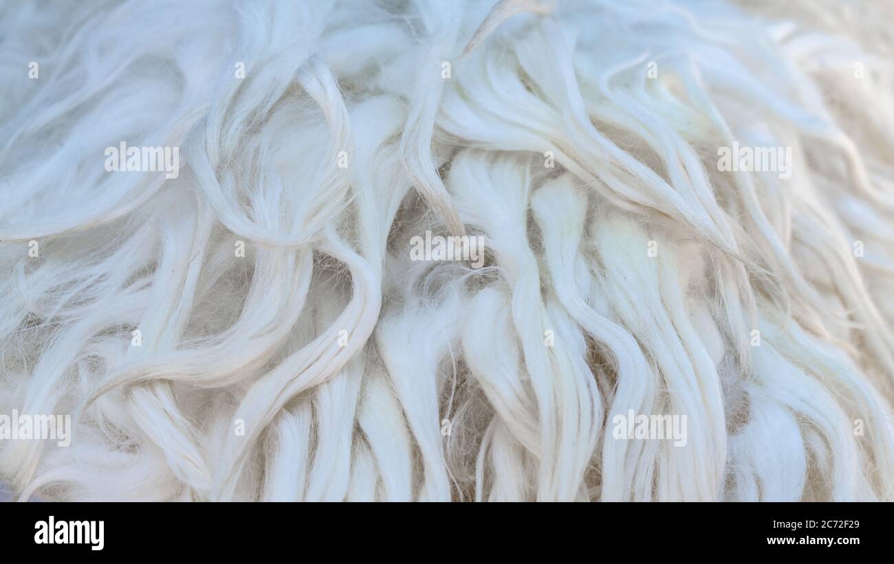 La laine blanche et douce texture background, laine de coton, laine de mouton, naturel lumière close-up la texture de la laine, fourrure blanche avec des tons beiges, la fourrure avec un déli Banque D'Images