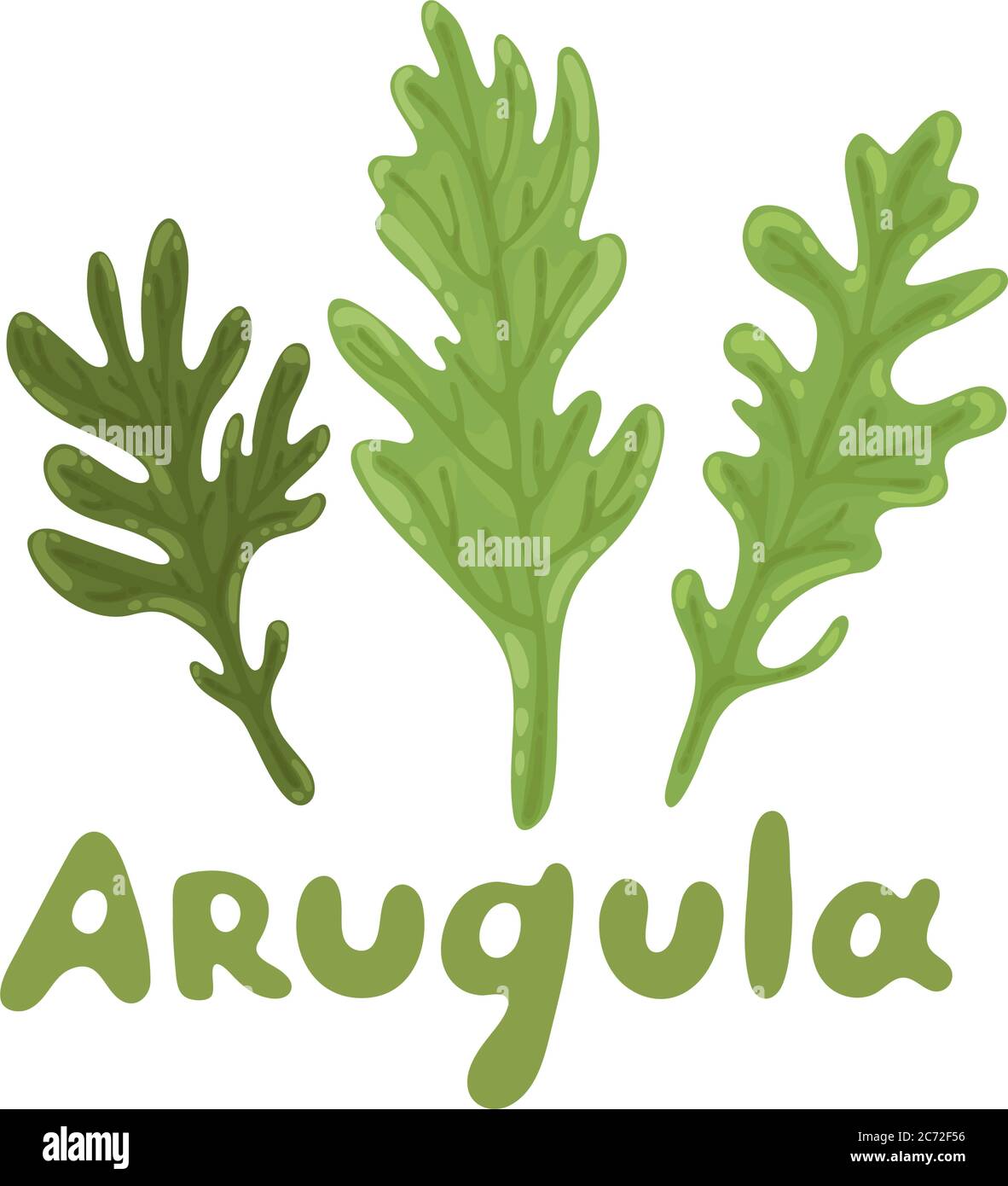 Feuilles de ruccola. Ensemble de salade de roquette ou de roquette. Nature biologique symbole légume de l'arugula, ingrédient d'épices. Concept de saine alimentation, mode de vie. Vecteur Illustration de Vecteur