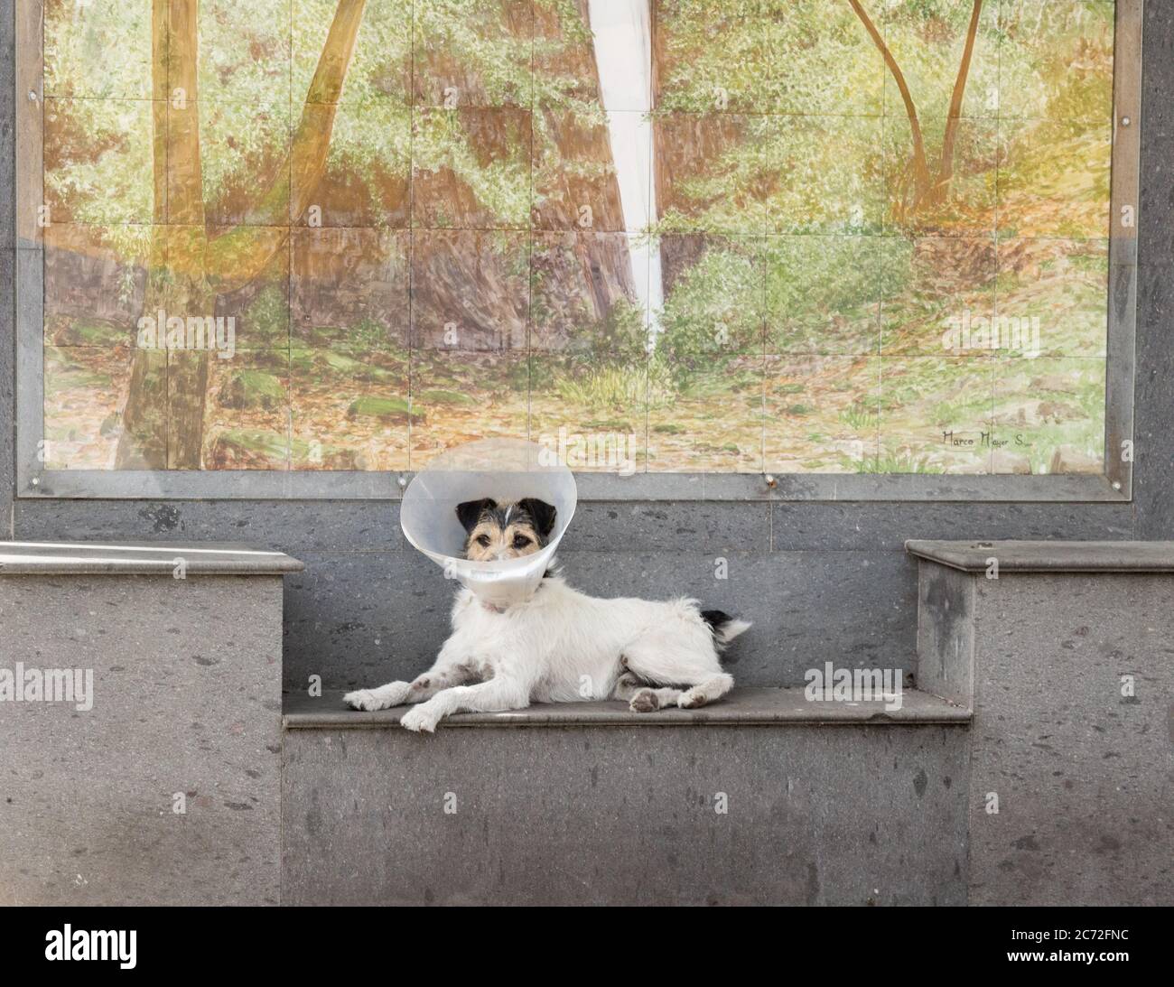 Chien portant en plastique, collier élisabéthain protecteur dans le village en Espagne Banque D'Images